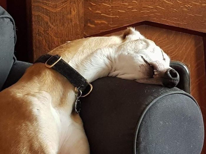 118 Hilariously Unphotogenic Animal Pics To Make Your Day Better (New Pics)