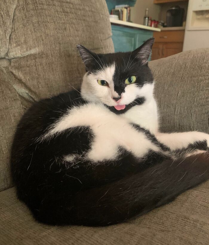 118 Hilariously Unphotogenic Animal Pics To Make Your Day Better (New Pics)