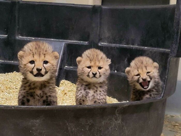 118 Hilariously Unphotogenic Animal Pics To Make Your Day Better (New Pics)