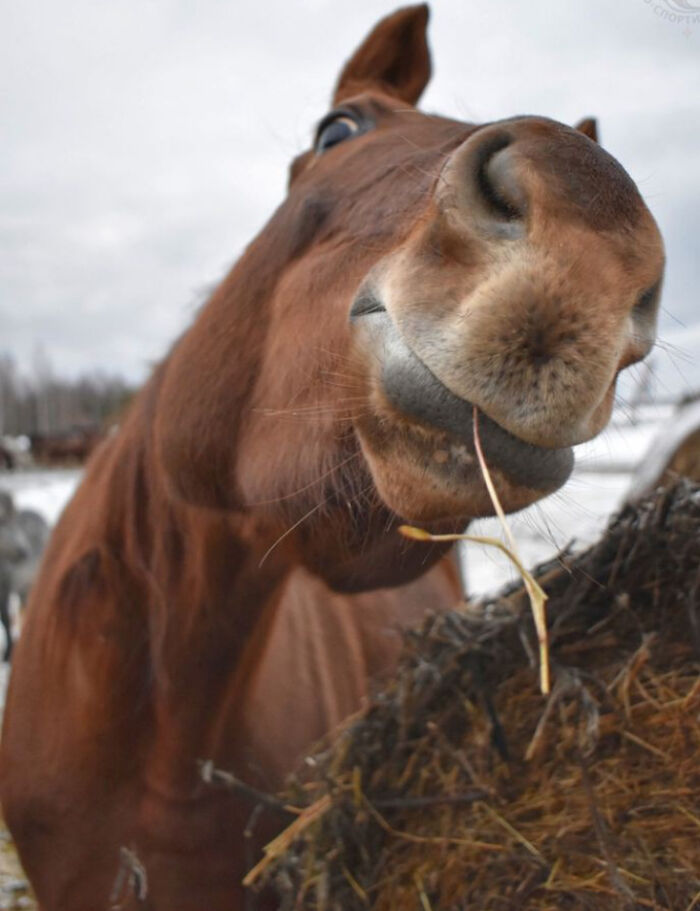 118 Hilariously Unphotogenic Animal Pics To Make Your Day Better (New Pics)