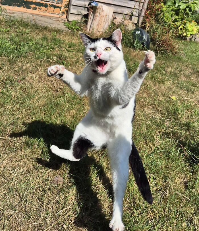 118 Hilariously Unphotogenic Animal Pics To Make Your Day Better (New Pics)