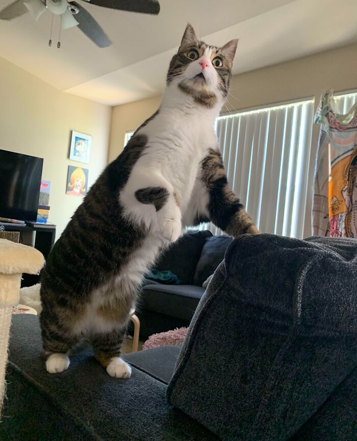 118 Hilariously Unphotogenic Animal Pics To Make Your Day Better (New Pics)