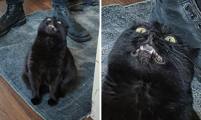 118 Hilariously Unphotogenic Animal Pics To Make Your Day Better (New Pics)
