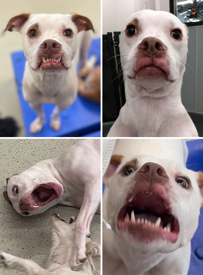 118 Hilariously Unphotogenic Animal Pics To Make Your Day Better (New Pics)