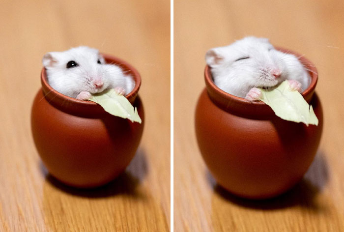 118 Hilariously Unphotogenic Animal Pics To Make Your Day Better (New Pics)