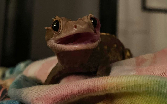 118 Hilariously Unphotogenic Animal Pics To Make Your Day Better (New Pics)