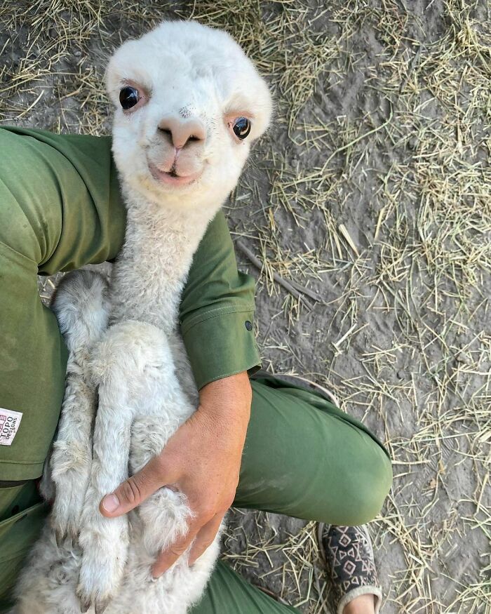 118 Hilariously Unphotogenic Animal Pics To Make Your Day Better (New Pics)
