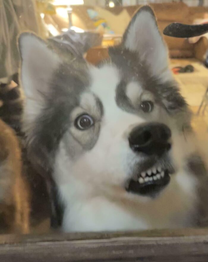 118 Hilariously Unphotogenic Animal Pics To Make Your Day Better (New Pics)