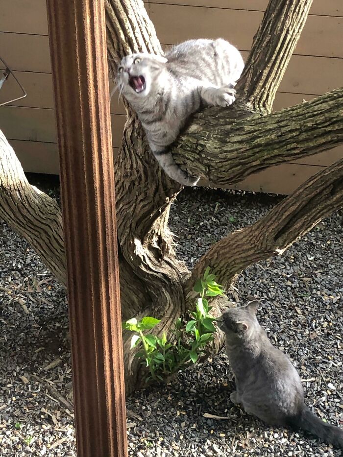 118 Hilariously Unphotogenic Animal Pics To Make Your Day Better (New Pics)