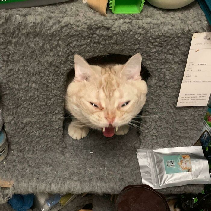 118 Hilariously Unphotogenic Animal Pics To Make Your Day Better (New Pics)