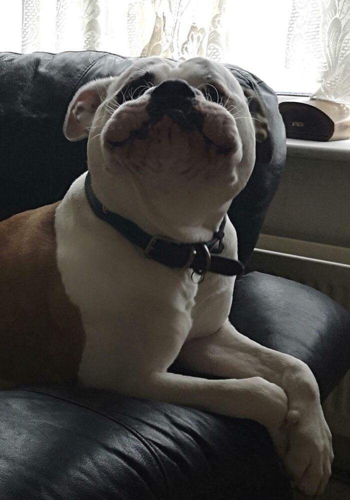 118 Hilariously Unphotogenic Animal Pics To Make Your Day Better (New Pics)