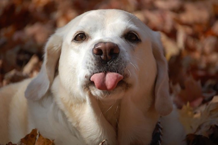 118 Hilariously Unphotogenic Animal Pics To Make Your Day Better (New Pics)