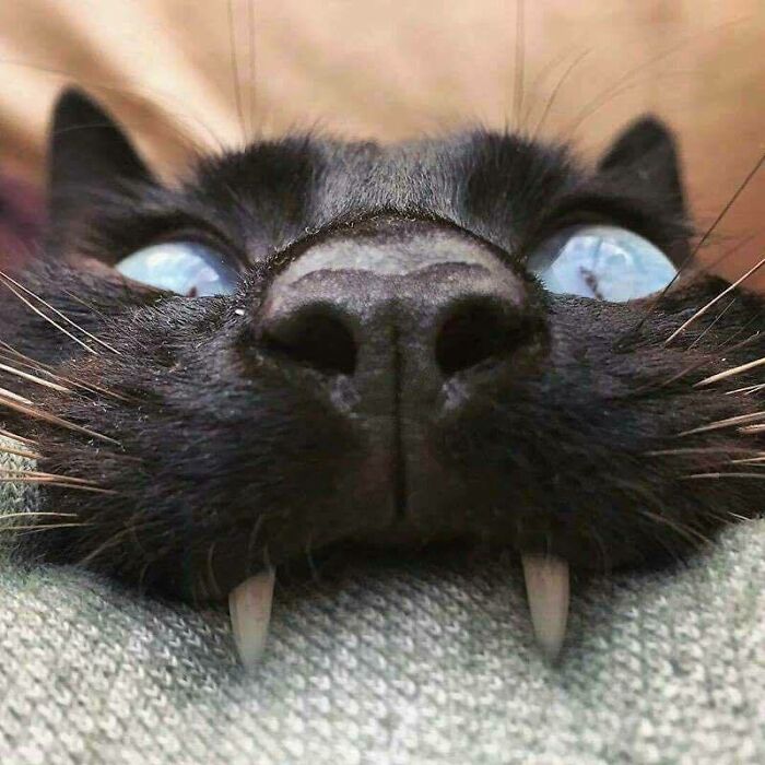 118 Hilariously Unphotogenic Animal Pics To Make Your Day Better (New Pics)