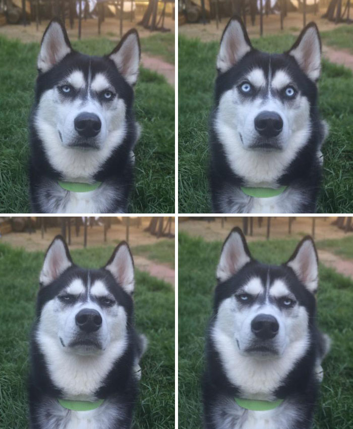 118 Hilariously Unphotogenic Animal Pics To Make Your Day Better (New Pics)