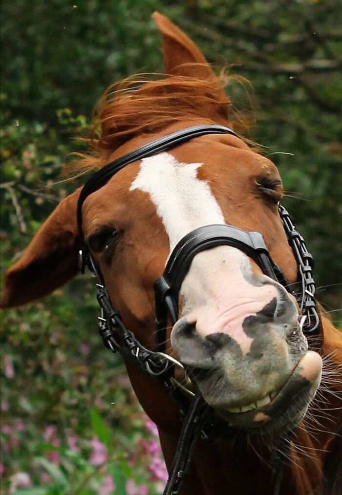 118 Hilariously Unphotogenic Animal Pics To Make Your Day Better (New Pics)