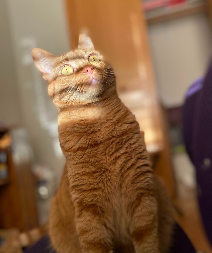 118 Hilariously Unphotogenic Animal Pics To Make Your Day Better (New Pics)