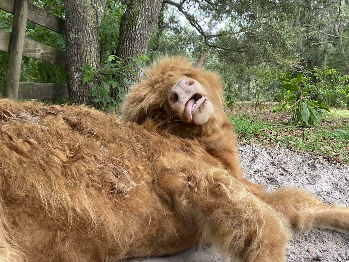 118 Hilariously Unphotogenic Animal Pics To Make Your Day Better (New Pics)