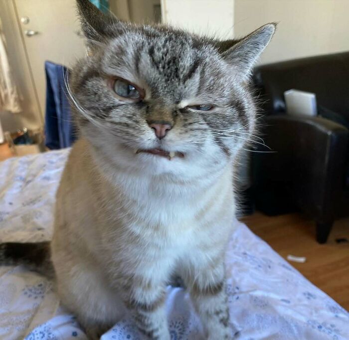 118 Hilariously Unphotogenic Animal Pics To Make Your Day Better (New Pics)