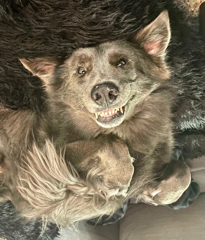 118 Hilariously Unphotogenic Animal Pics To Make Your Day Better (New Pics)