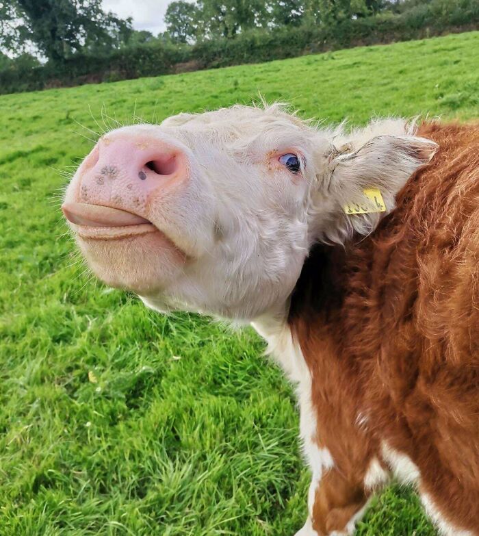118 Hilariously Unphotogenic Animal Pics To Make Your Day Better (New Pics)