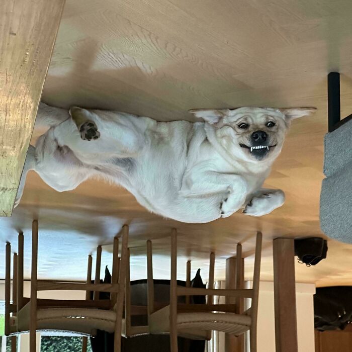 118 Hilariously Unphotogenic Animal Pics To Make Your Day Better (New Pics)