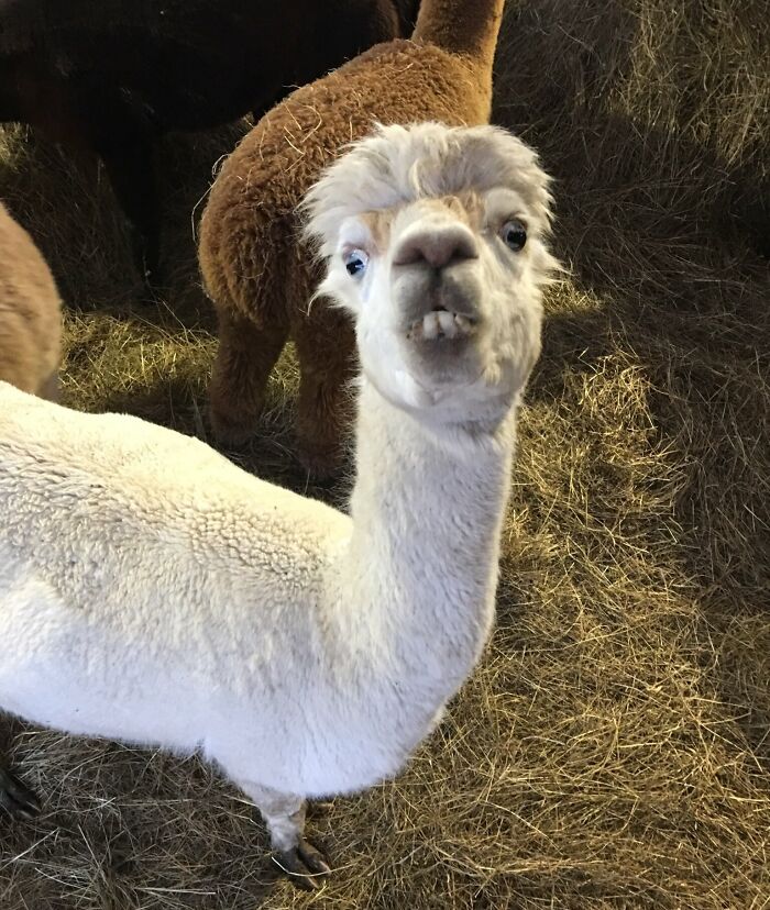 118 Hilariously Unphotogenic Animal Pics To Make Your Day Better (New Pics)