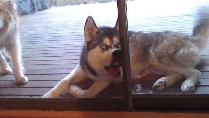 118 Hilariously Unphotogenic Animal Pics To Make Your Day Better (New Pics)