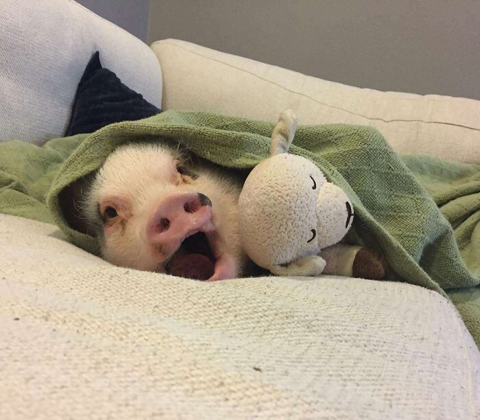 118 Hilariously Unphotogenic Animal Pics To Make Your Day Better (New Pics)