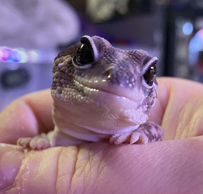 118 Hilariously Unphotogenic Animal Pics To Make Your Day Better (New Pics)