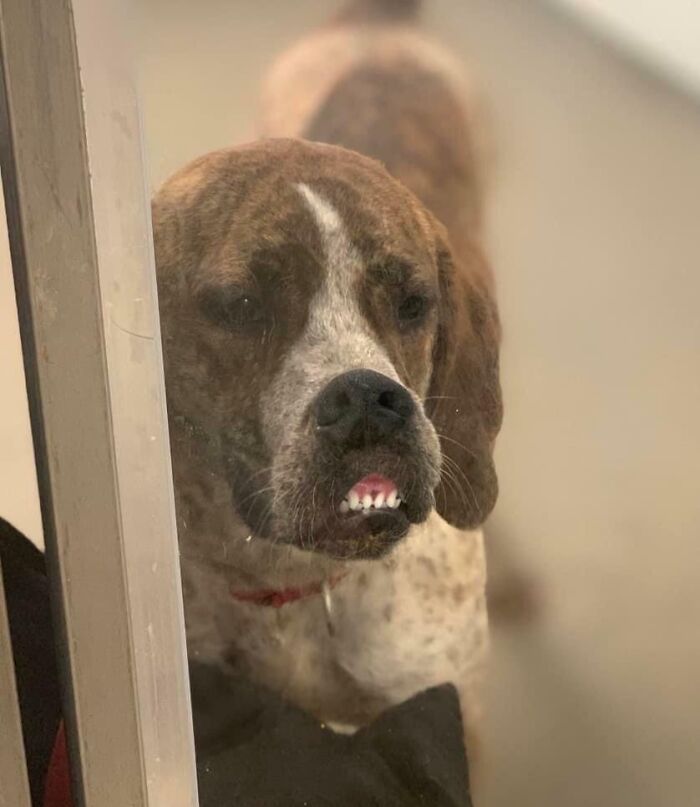 118 Hilariously Unphotogenic Animal Pics To Make Your Day Better (New Pics)