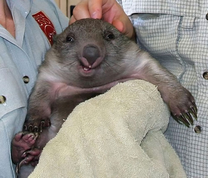 118 Hilariously Unphotogenic Animal Pics To Make Your Day Better (New Pics)