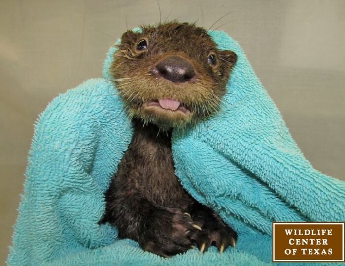 118 Hilariously Unphotogenic Animal Pics To Make Your Day Better (New Pics)