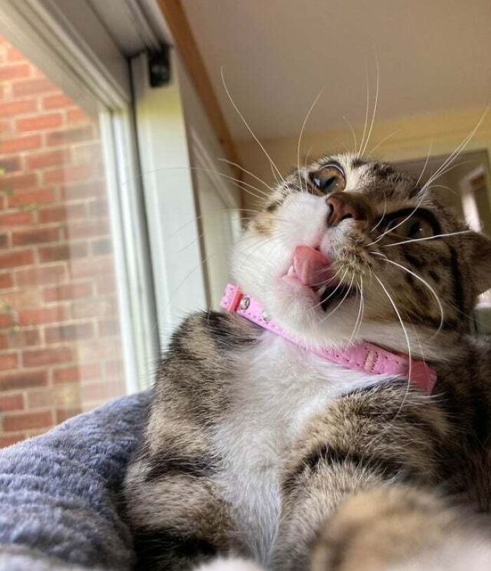 118 Hilariously Unphotogenic Animal Pics To Make Your Day Better (New Pics)