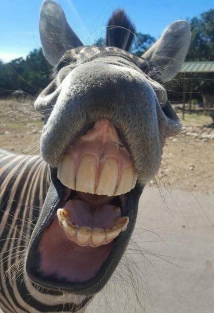 118 Hilariously Unphotogenic Animal Pics To Make Your Day Better (New Pics)