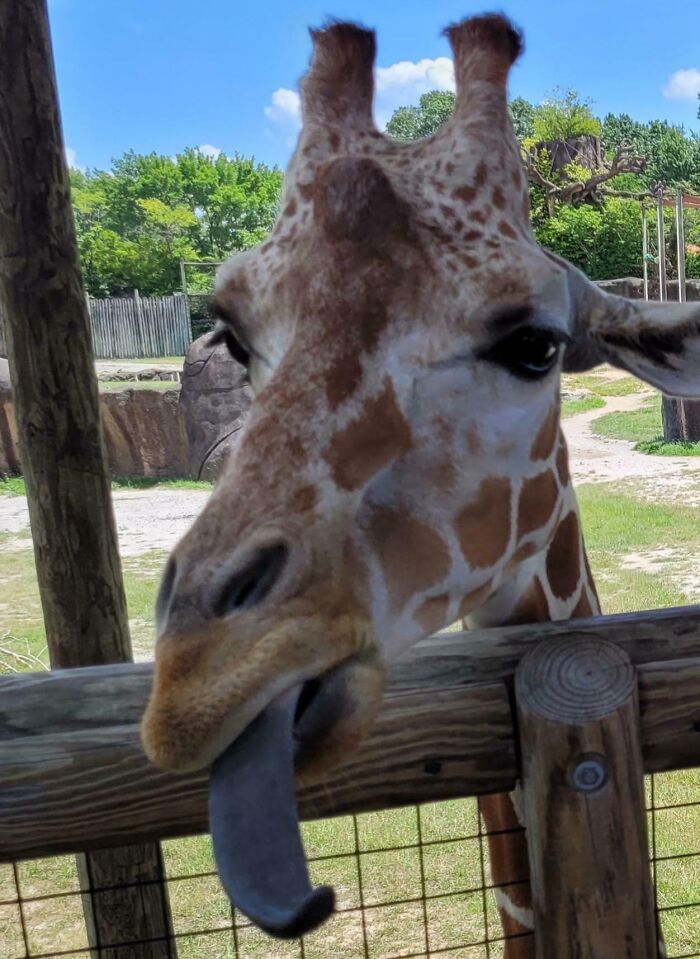 118 Hilariously Unphotogenic Animal Pics To Make Your Day Better (New Pics)
