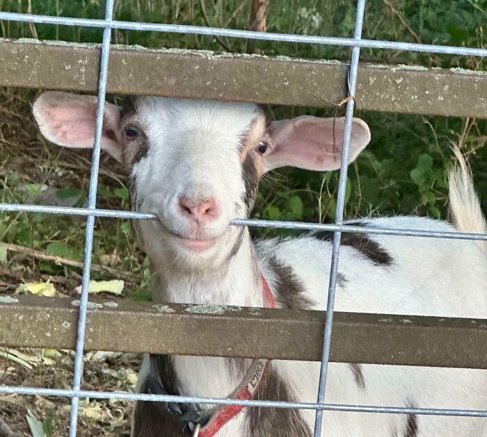118 Hilariously Unphotogenic Animal Pics To Make Your Day Better (New Pics)