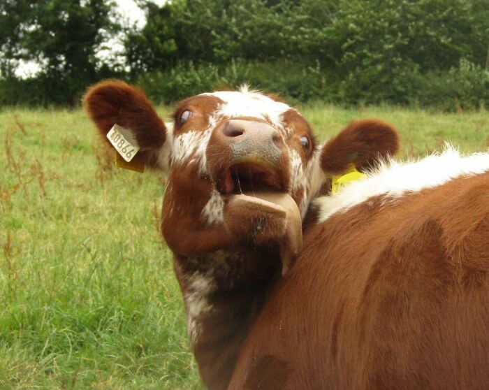 118 Hilariously Unphotogenic Animal Pics To Make Your Day Better (New Pics)