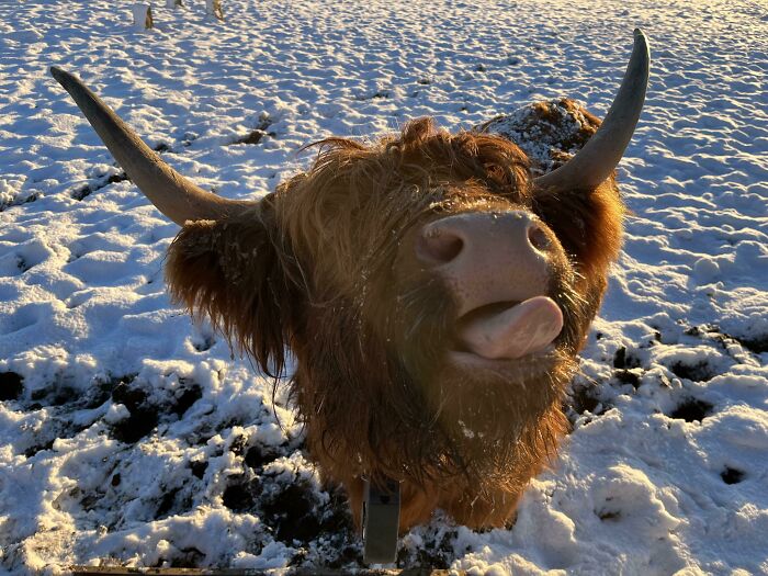 118 Hilariously Unphotogenic Animal Pics To Make Your Day Better (New Pics)