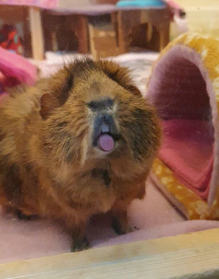 118 Hilariously Unphotogenic Animal Pics To Make Your Day Better (New Pics)