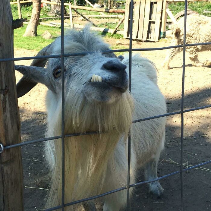 118 Hilariously Unphotogenic Animal Pics To Make Your Day Better (New Pics)