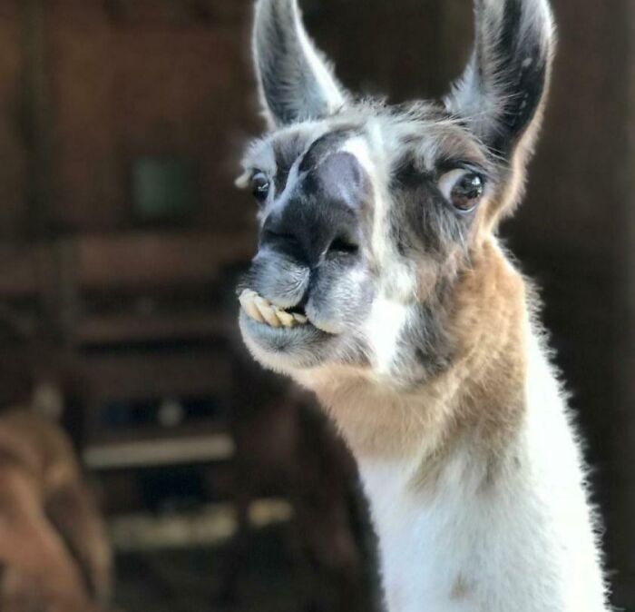 118 Hilariously Unphotogenic Animal Pics To Make Your Day Better (New Pics)
