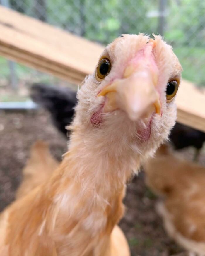 118 Hilariously Unphotogenic Animal Pics To Make Your Day Better (New Pics)