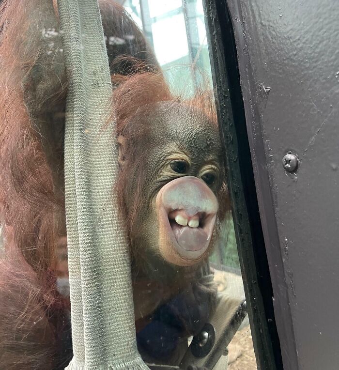 118 Hilariously Unphotogenic Animal Pics To Make Your Day Better (New Pics)