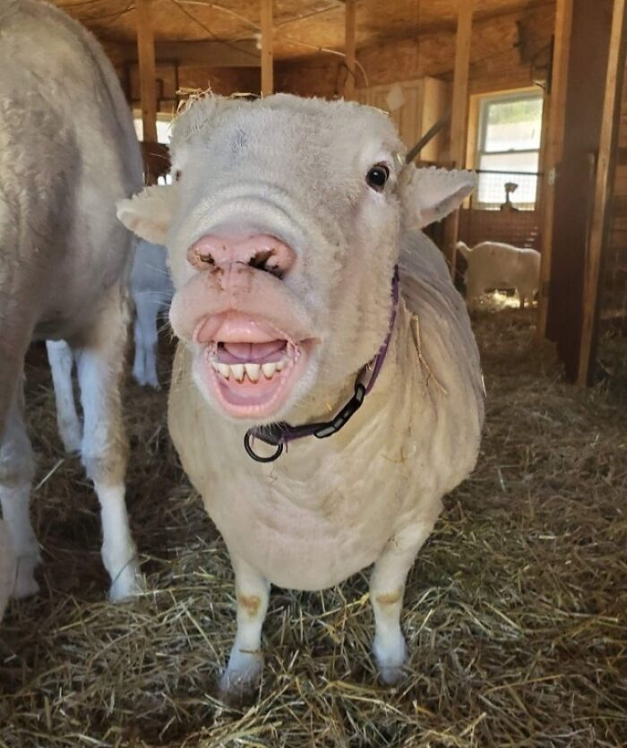 118 Hilariously Unphotogenic Animal Pics To Make Your Day Better (New Pics)