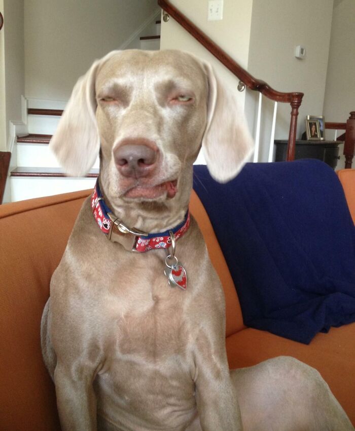 118 Hilariously Unphotogenic Animal Pics To Make Your Day Better (New Pics)