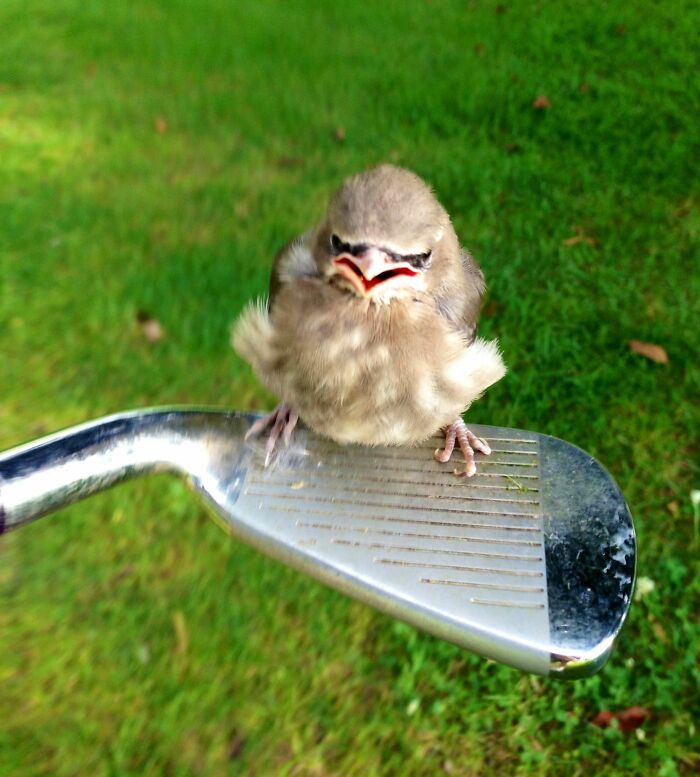 118 Hilariously Unphotogenic Animal Pics To Make Your Day Better (New Pics)