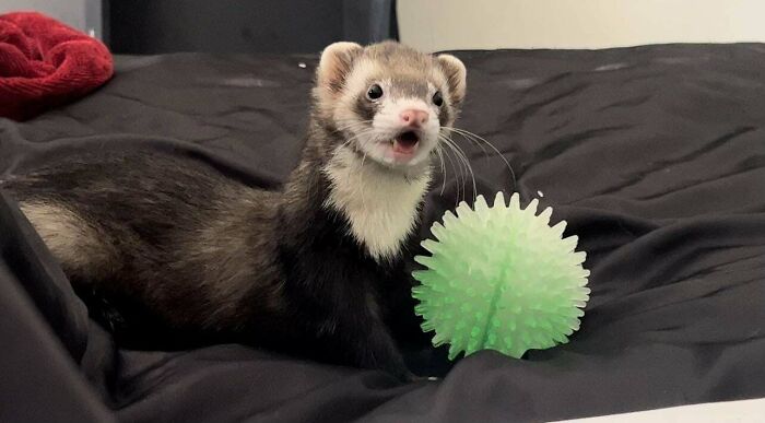 118 Hilariously Unphotogenic Animal Pics To Make Your Day Better (New Pics)