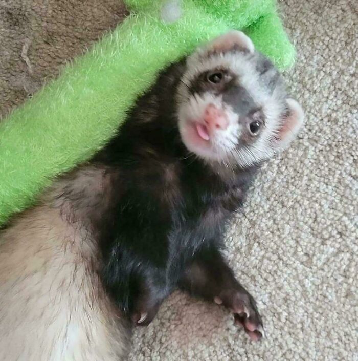 118 Hilariously Unphotogenic Animal Pics To Make Your Day Better (New Pics)