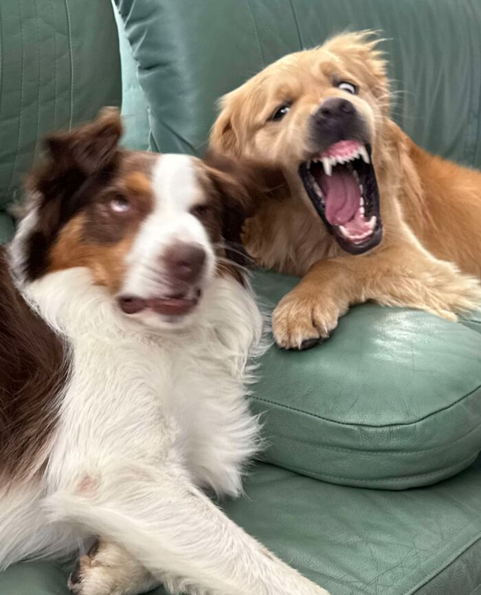 118 Hilariously Unphotogenic Animal Pics To Make Your Day Better (New Pics)