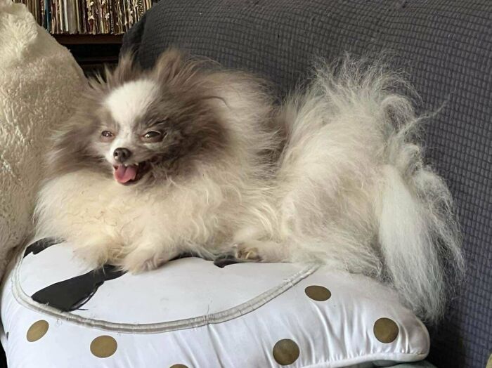 118 Hilariously Unphotogenic Animal Pics To Make Your Day Better (New Pics)